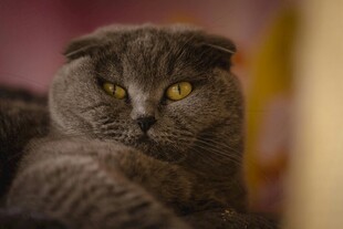 可爱灰猫眼神专注