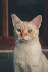 双色眼白猫特写