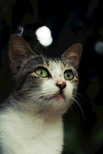 仰望的猫咪