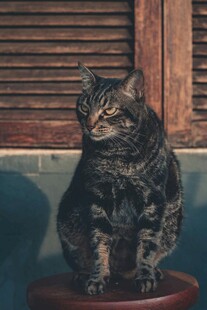 黑猫坐凳望向一侧