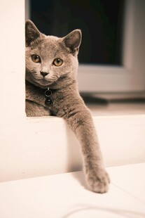 可爱猫咪惬意伸爪