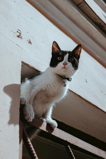 窗边探头的可爱小猫咪