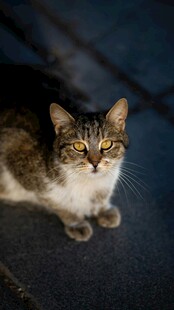 可爱猫咪蹲坐凝视