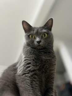 灰色猫咪端坐凝视