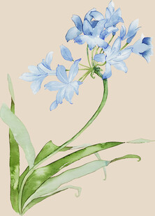 水彩绘蓝色小花印花 