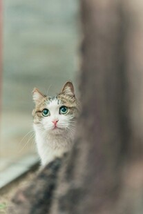 窗边可爱猫咪的凝视