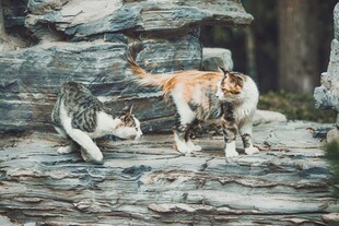 两只猫咪在石上互动玩耍