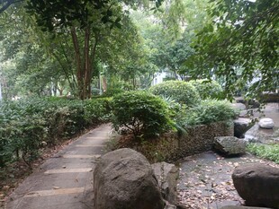 林间幽径 自然静谧景致