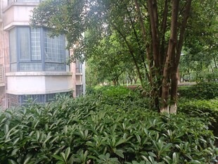 庭院绿植景观一角