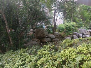 园林绿植与石景景观