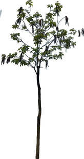 单棵绿树植物素材