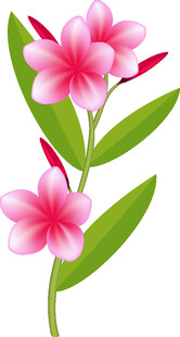 粉色鸡蛋花插画