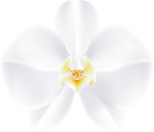 纯白兰花特写