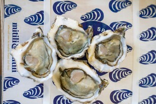 新鲜牡蛎展示