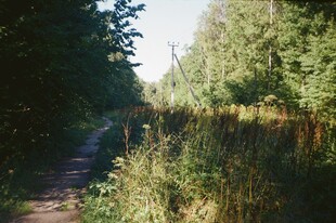 林间小径漫步自然风光