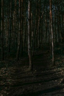 幽暗森林中的静谧小径