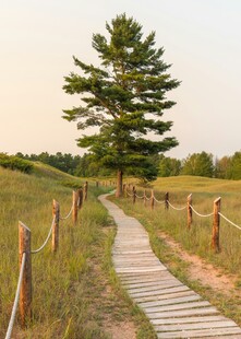 林间木径旁的挺拔松树