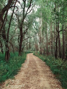 林间土路 静谧自然之景