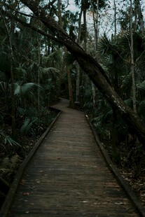 林间木栈道 静谧自然景