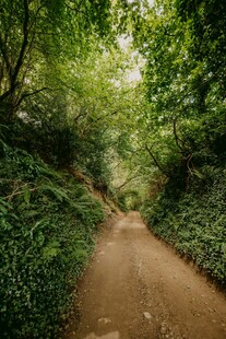林间幽静土路