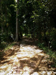 林间光影斑驳的幽静小道