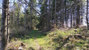 林间小径绿意盎然的景致