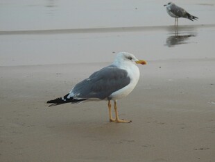 沙滩上的海鸥与小鸟
