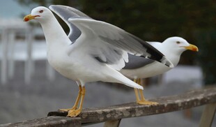 两只海鸥立于栏杆