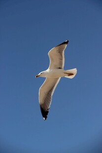 蓝天中翱翔的海鸥