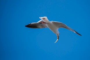 蓝天中翱翔的海鸥