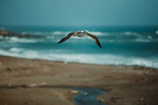 海边飞翔的海鸥