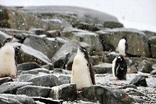 岩石上的企鹅群