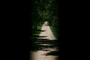 林间小道的静谧光影