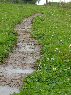 乡间泥泞小径绿意盎然