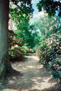 林间小径绿意盎然