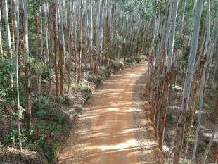 林间小径穿行于竹林之中