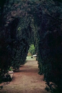 绿荫隧道般的幽静小径