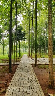 林间石径 静谧自然之景