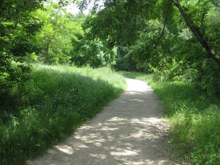 林间小径绿意盎然