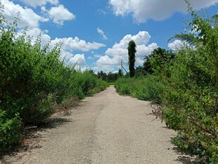 乡间土路两旁绿意盎然