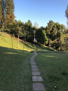 林间石径 静谧自然景致