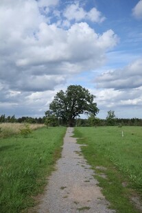 乡间小径旁的孤独大树