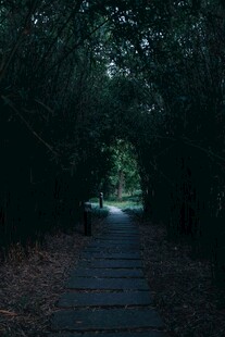 幽径深林 微光透影