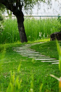 林间小径 绿意盎然的景致