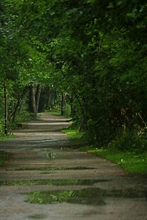 林间湿径 静谧自然之景