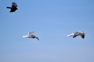 天空中飞翔的几只鸟儿