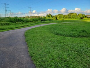 乡间小路旁的翠绿田野