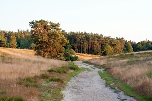 黄昏下的林间小径