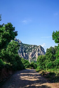 山间小径旁的葱郁景致