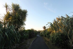 乡间小道旁的葱郁植物